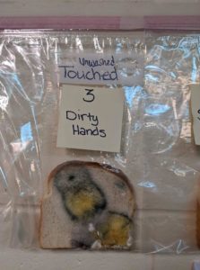 The Moldy Bread Experiement shows the importance of hand-washing