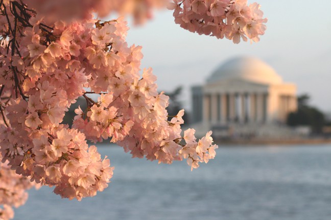 National Cherry Blossom Festival goes virtual | Weekend FAMILY Fun in DC